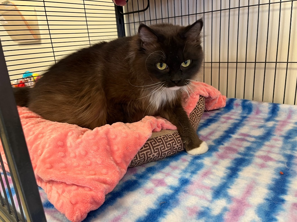Lilly, an adoptable Domestic Long Hair, Ragdoll in Blountville, TN, 37617 | Photo Image 3