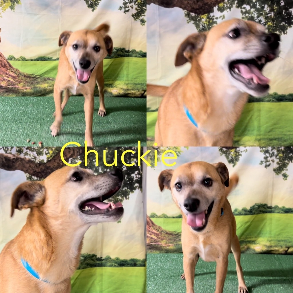 Chuckie, an adoptable Chihuahua, Terrier in White Hall, IL, 62092 | Photo Image 1