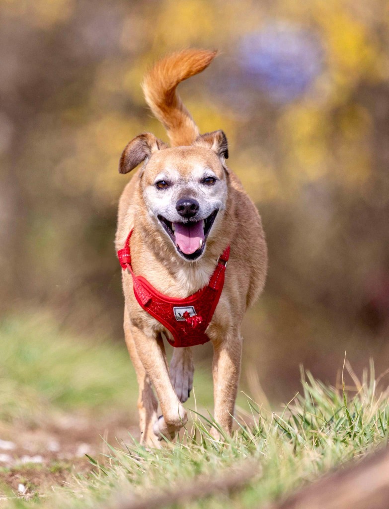 Chuckie, an adoptable Chihuahua, Terrier in White Hall, IL, 62092 | Photo Image 2