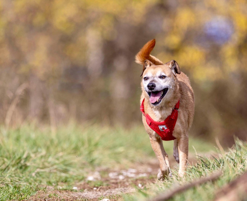 Chuckie, an adoptable Chihuahua, Terrier in White Hall, IL, 62092 | Photo Image 3