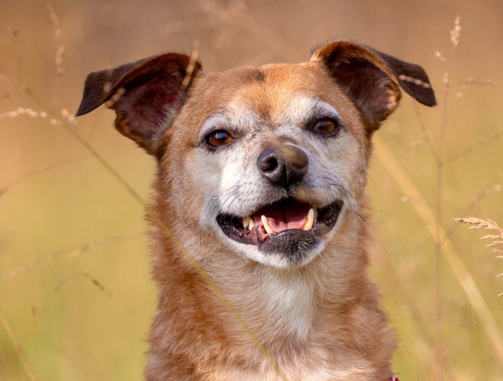 Chuckie, an adoptable Chihuahua, Terrier in White Hall, IL, 62092 | Photo Image 4