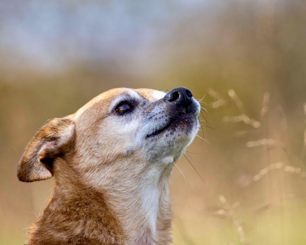 Chuckie, an adoptable Chihuahua, Terrier in White Hall, IL, 62092 | Photo Image 5