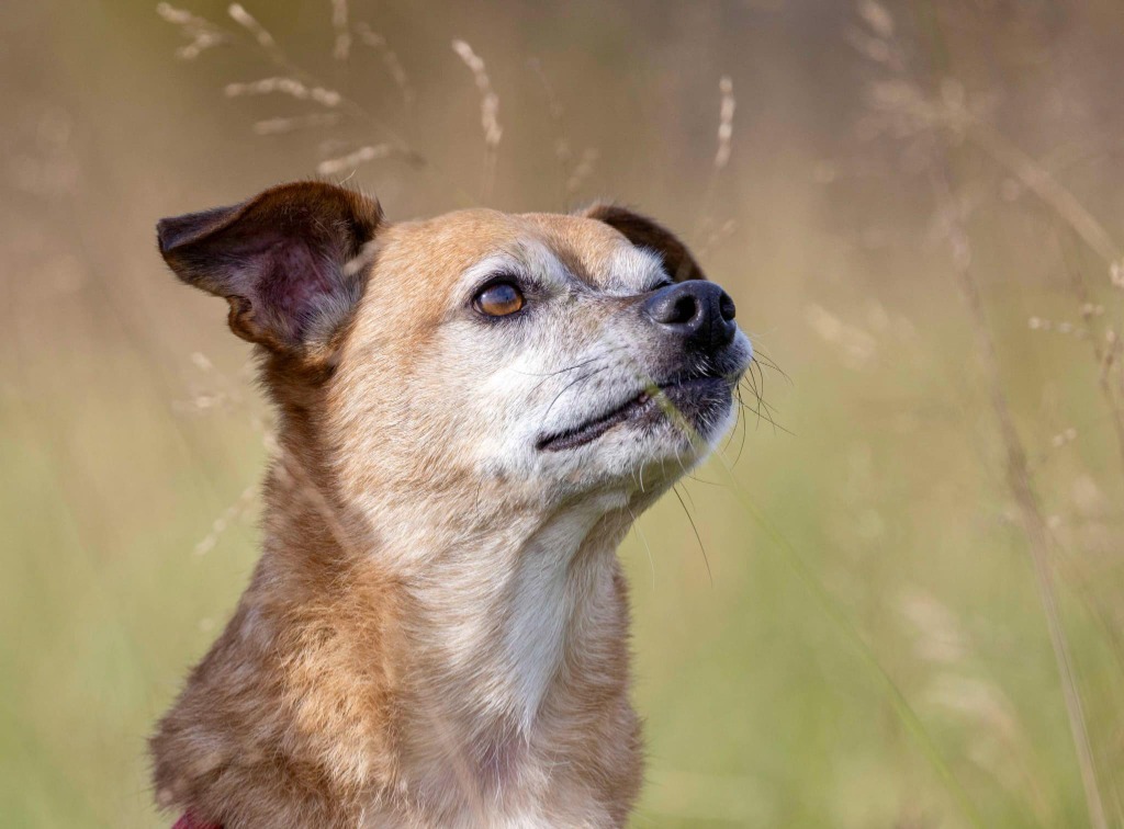 Chuckie, an adoptable Chihuahua, Terrier in White Hall, IL, 62092 | Photo Image 6