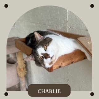 charlie 2