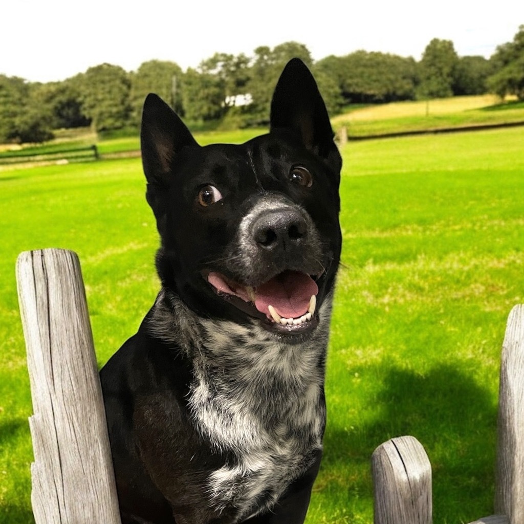 Apollo, an adoptable Australian Cattle Dog / Blue Heeler in Pittsfield, IL, 62363 | Photo Image 1