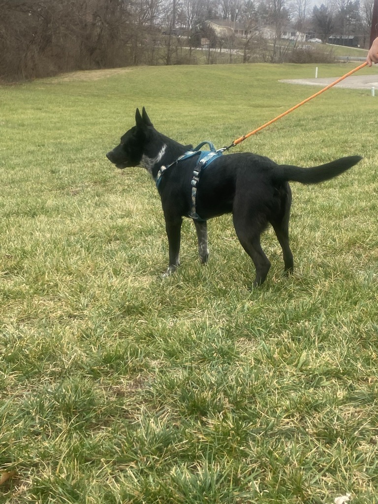Apollo, an adoptable Australian Cattle Dog / Blue Heeler in Pittsfield, IL, 62363 | Photo Image 2