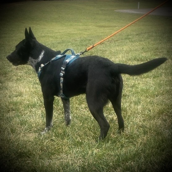 Apollo, an adoptable Australian Cattle Dog / Blue Heeler in Pittsfield, IL, 62363 | Photo Image 3