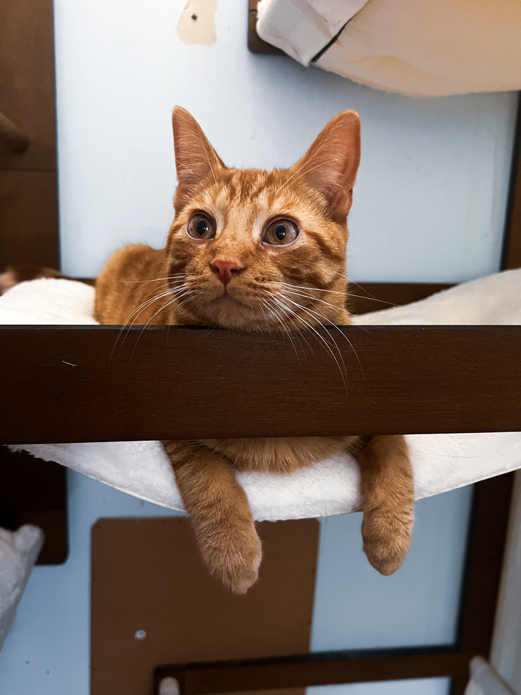 IV, an adoptable Domestic Medium Hair, Tabby in Frankfort, MI, 49635 | Photo Image 1