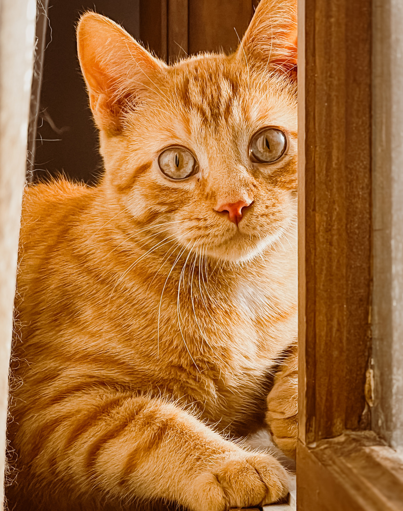 IV, an adoptable Domestic Medium Hair, Tabby in Frankfort, MI, 49635 | Photo Image 3