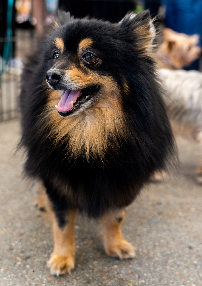 Pomeranian - Jarron, an adoptable Pomeranian in Omaha, NE, 68137 | Photo Image 2