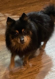 Pomeranian - Jarron, an adoptable Pomeranian in Omaha, NE, 68137 | Photo Image 4