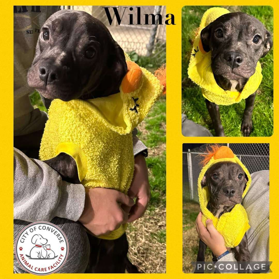 Wilma