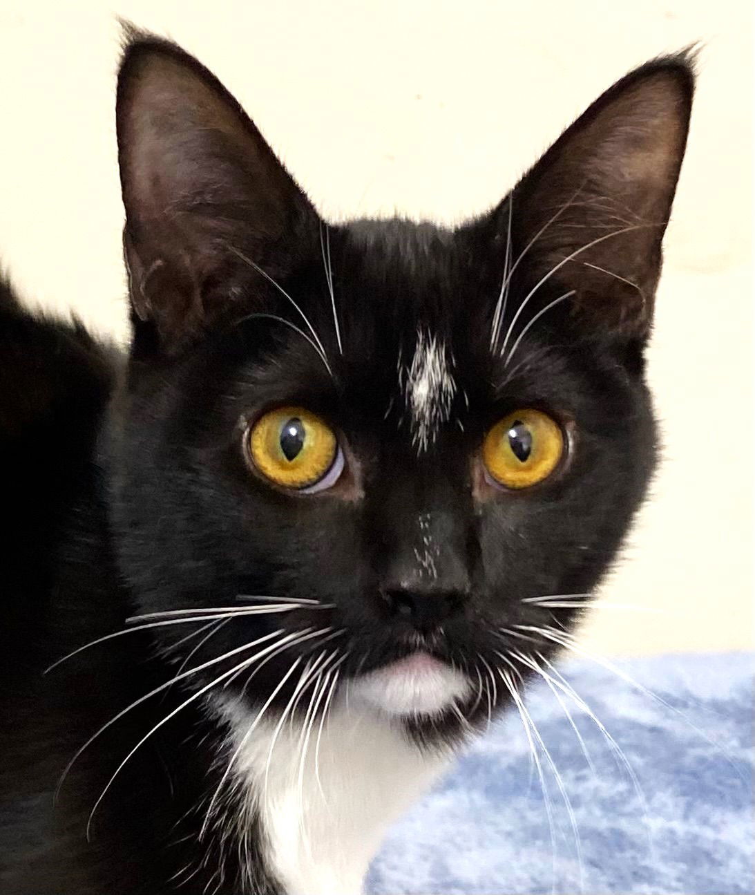 KITTEN CHANCE, an adoptable Domestic Short Hair in Franklin, TN, 37069 | Photo Image 1