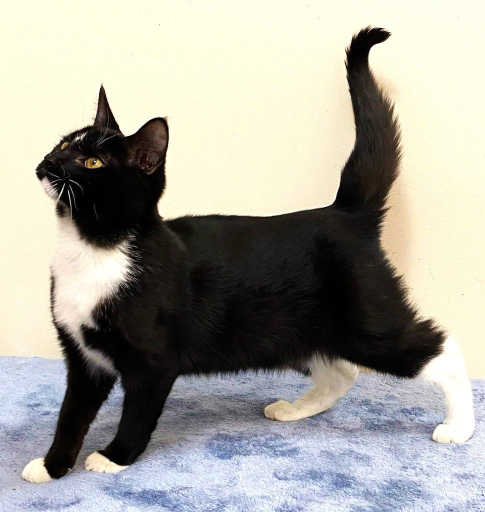 KITTEN CHANCE, an adoptable Domestic Short Hair in Franklin, TN, 37069 | Photo Image 2