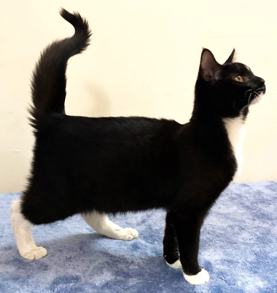 KITTEN CHANCE, an adoptable Domestic Short Hair in Franklin, TN, 37069 | Photo Image 3