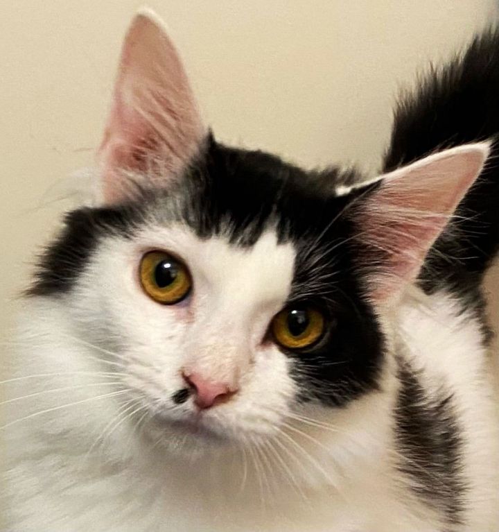 KITTEN CINDY 2
