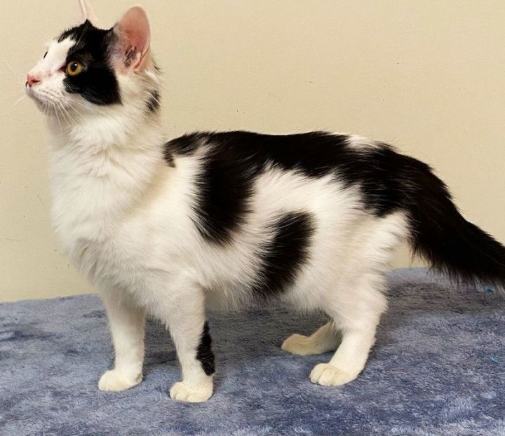 KITTEN CINDY 3