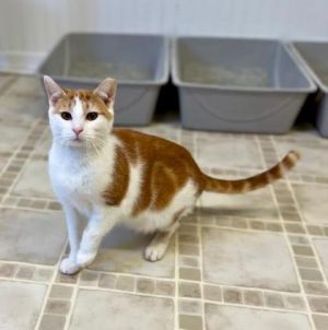 Sallie, Baby Female Domestic Short Hair