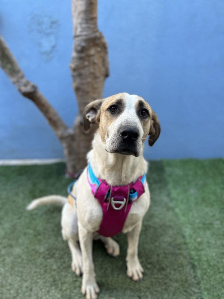 English 2024 coonhound mix