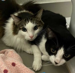 DOB 1117 Meet Zsa Zsa and Tuxedo A bonded pair they will need to be adopted together Zsa Zsa 