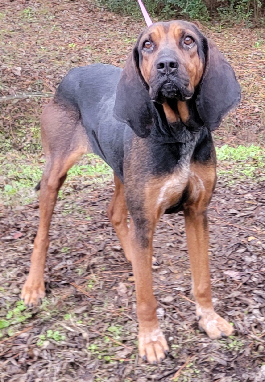 240177 Maggie, an adoptable Bloodhound, Coonhound in Wetumpka, AL, 36092 | Photo Image 1