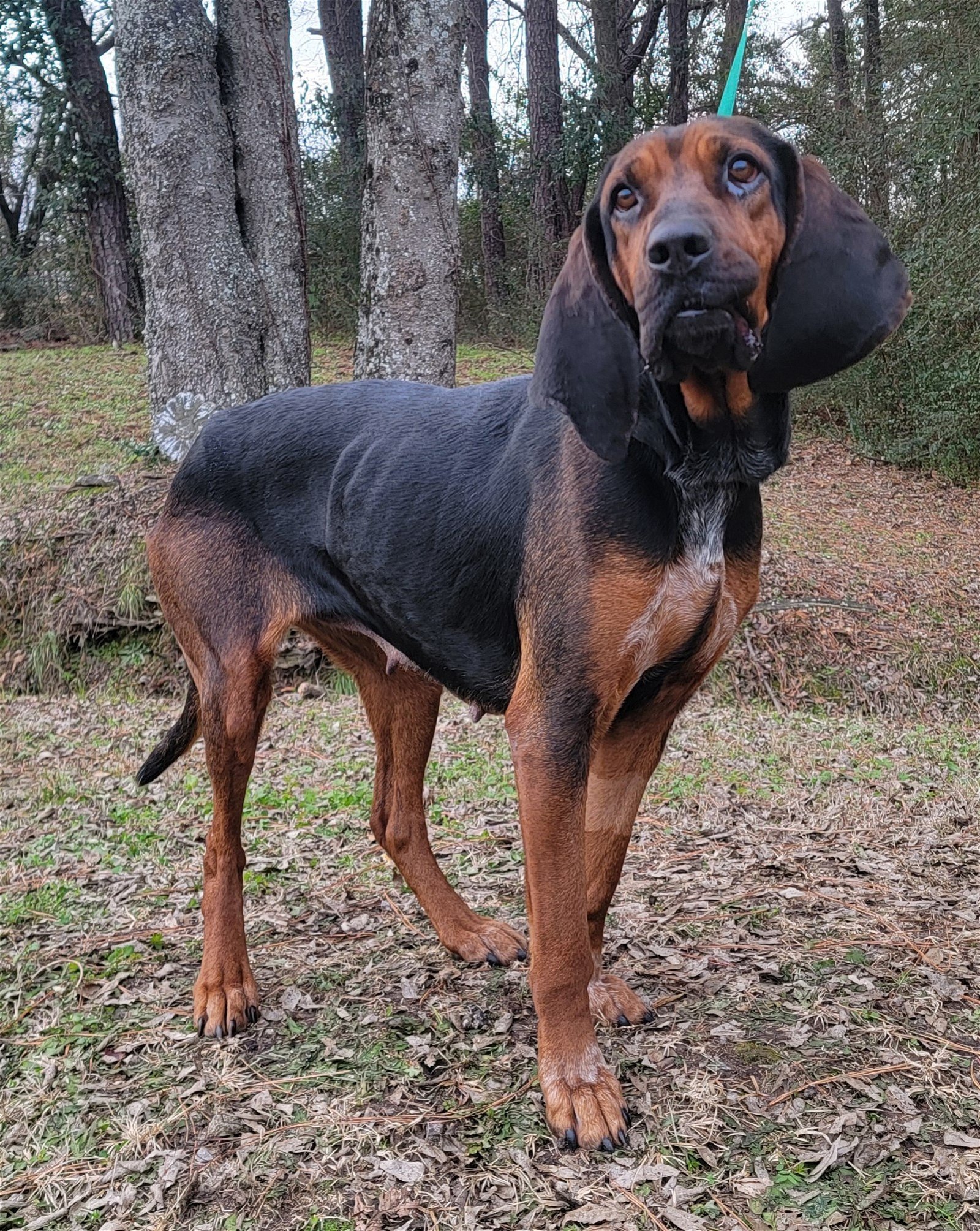 240177 Maggie, an adoptable Bloodhound, Coonhound in Wetumpka, AL, 36092 | Photo Image 2
