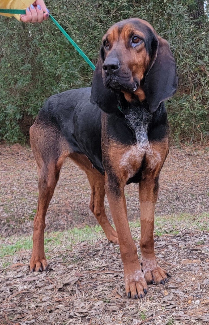 240177 Maggie, an adoptable Bloodhound, Coonhound in Wetumpka, AL, 36092 | Photo Image 3