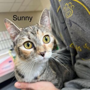 Sunny Domestic Short Hair Cat