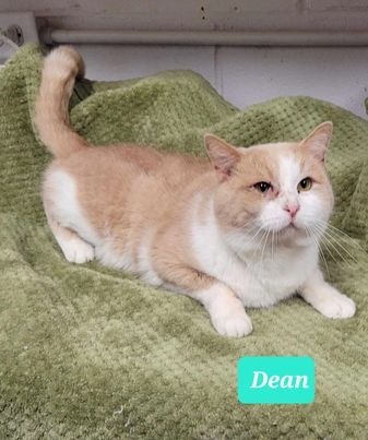 Dean 3