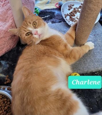 Charlene 1