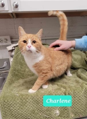 Charlene 3