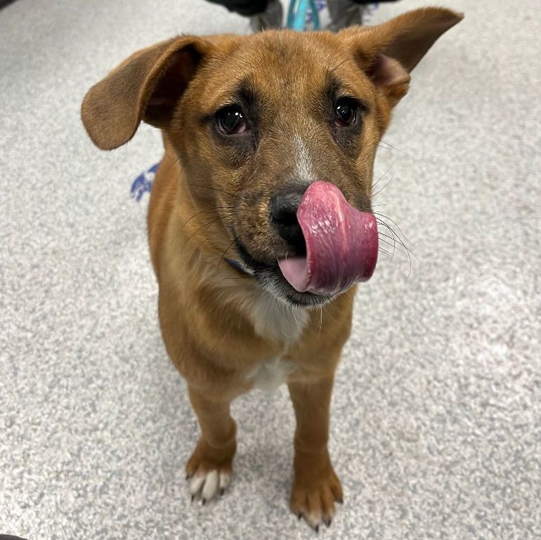 Dog for adoption - Hyena (Available - Foster to Adopt), a Labrador