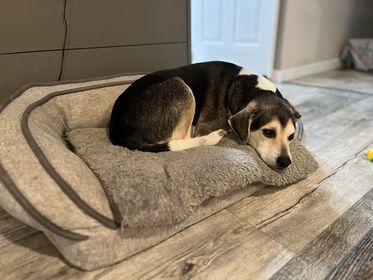 Baxter couch outlet dog bed