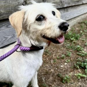 Meet Carlee a remarkable 15-year-old terrier weighing a 20 pounds In her quest for a forever home