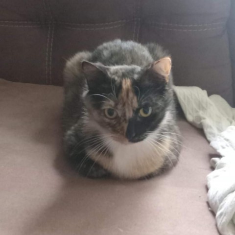 Flopsey 3