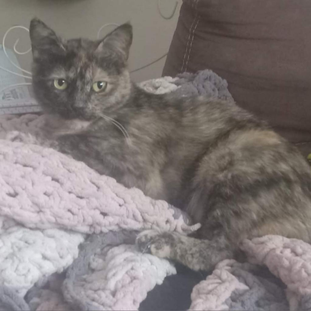 Mopsey, an adoptable Domestic Short Hair in Rochester, MN, 55903 | Photo Image 1