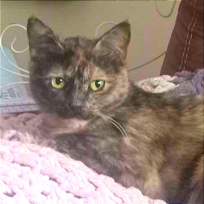 Mopsey, an adoptable Domestic Short Hair in Rochester, MN, 55903 | Photo Image 1