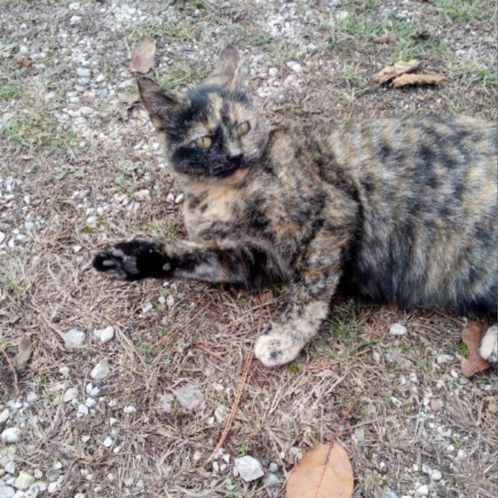 Mopsey, an adoptable Domestic Short Hair in Rochester, MN, 55903 | Photo Image 2