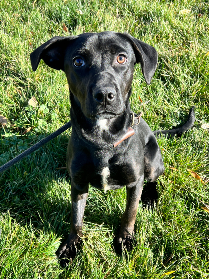 Penny, an adoptable Labrador Retriever in McCall, ID, 83638 | Photo Image 1