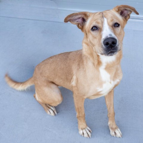 Ruby - PAWS, an adoptable Mixed Breed in Las Cruces, NM, 88001 | Photo Image 1