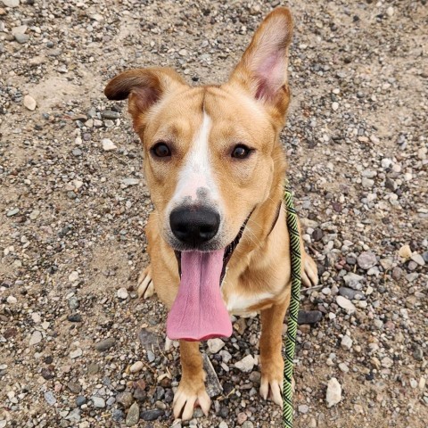 Ruby - PAWS, an adoptable Mixed Breed in Las Cruces, NM, 88001 | Photo Image 2