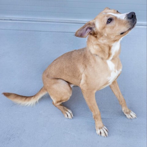 Ruby - PAWS, an adoptable Mixed Breed in Las Cruces, NM, 88001 | Photo Image 3
