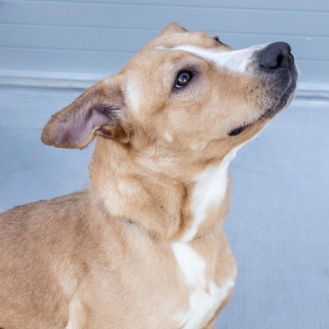 Ruby - PAWS, an adoptable Mixed Breed in Las Cruces, NM, 88001 | Photo Image 4