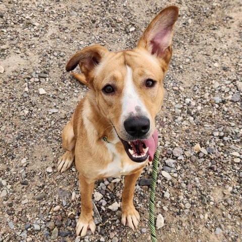 Ruby - PAWS, an adoptable Mixed Breed in Las Cruces, NM, 88001 | Photo Image 5