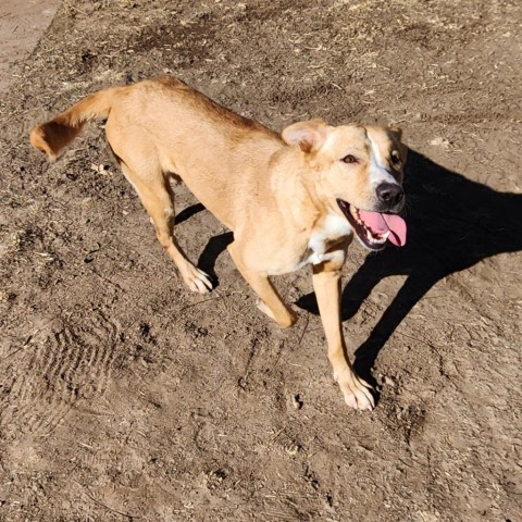 Ruby - PAWS, an adoptable Mixed Breed in Las Cruces, NM, 88001 | Photo Image 6