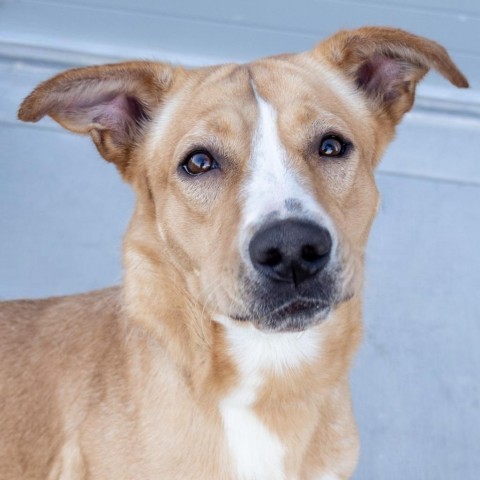Ruby - PAWS, an adoptable Mixed Breed in Las Cruces, NM, 88001 | Photo Image 6