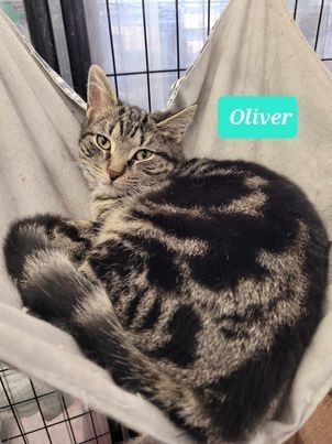 Oliver