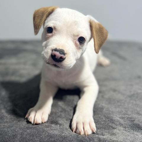 Teddy/Finley 2