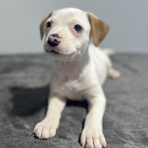 Teddy/Finley 3