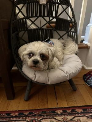 You can fill out an adoption application online on our official website Jojo TX is a male Shih Tz